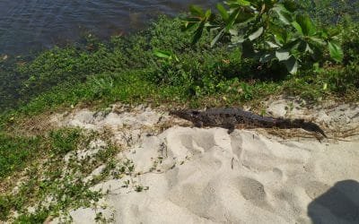 Inició proyecto de investigación sobre el Caimán aguja en el Parque Tayrona