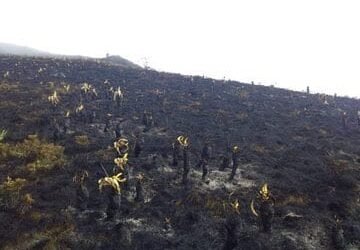 Incendio en páramo de Santurbán completa dos días