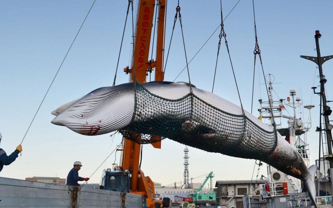 Japón amplía la caza de ballenas a rorcuales comunes, desatando críticas internacionales