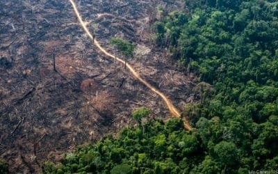 Pandemia agravó la deforestación tropical