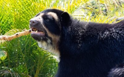 Invitan a cuidar al oso de anteojos