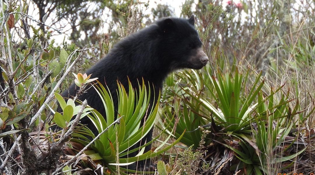 Oso Andino extendió su presencia en 23 áreas protegidas del país