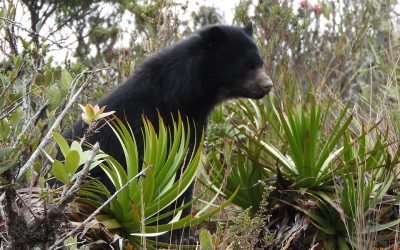 Oso Andino extendió su presencia en 23 áreas protegidas del país