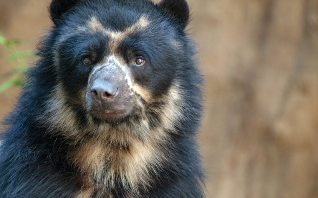 Bosques de Antioquia, refugio para el oso andino