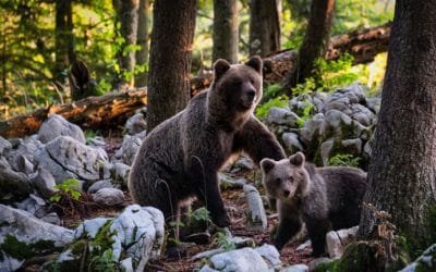 ONU llama al mundo a reconstruir su relación con la naturaleza