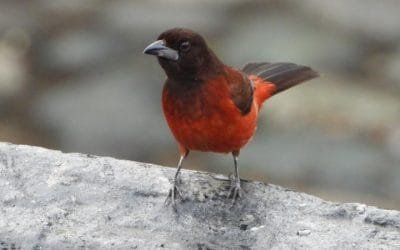 Siguen los hallazgos de aves en el Cerro Nutibara