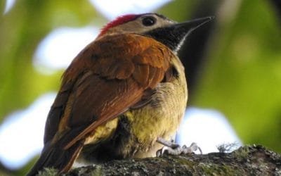 Detectan en Medellín 95 especies de animales en monitoreo de cerro