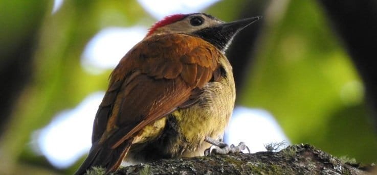 Detectan en Medellín 95 especies de animales en monitoreo de cerro