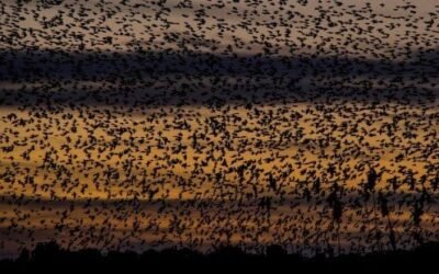 Hay seis veces más aves que humanos en el mundo: estudio