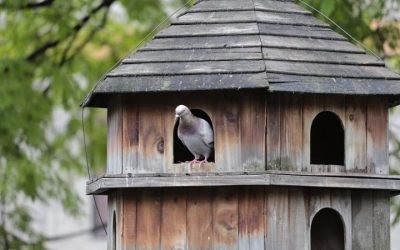 Adelantan plan de interacción responsable con palomas en parques de Medellín