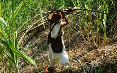 Panela, dulce apuesta para que indígenas sigan viviendo en la Sierra