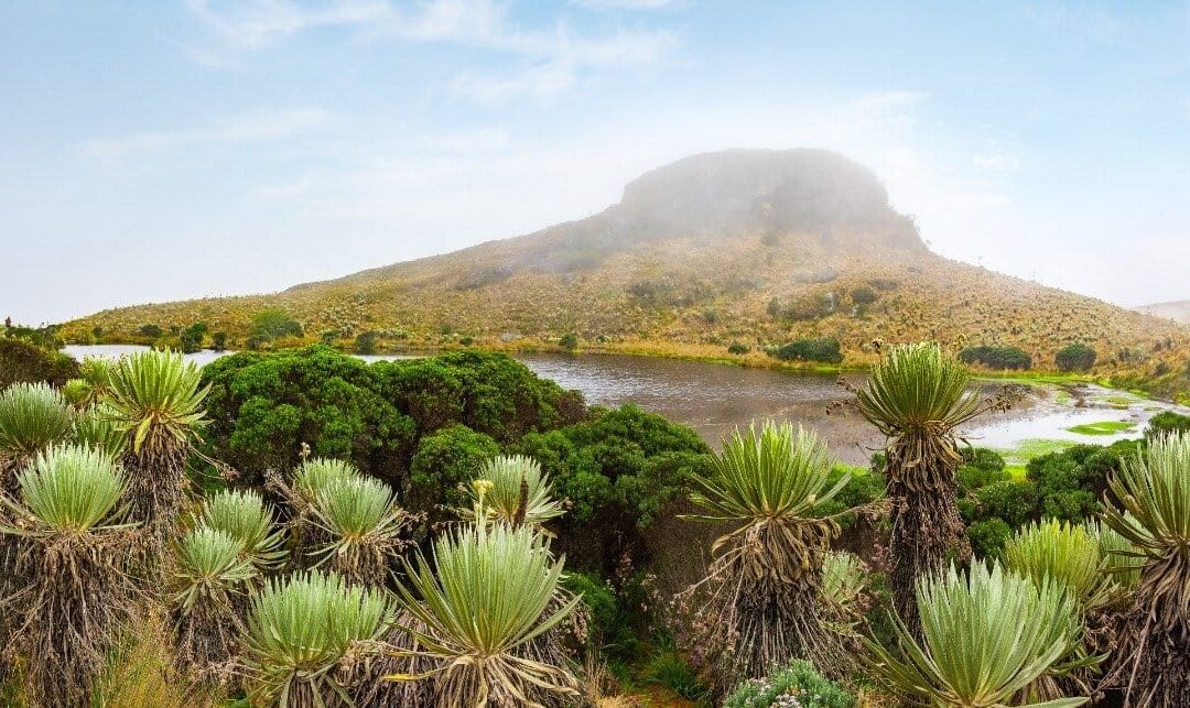Si tiene una solución innovadora para enfrentar el cambio climático, participe en Actúa E2050 Colombia