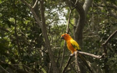 Dinámica de los ríos, detrás de rica diversidad de aves en la Amazonía