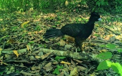 Guardaparques del Tayrona avistan especies de fauna silvestre paseándose por área protegida