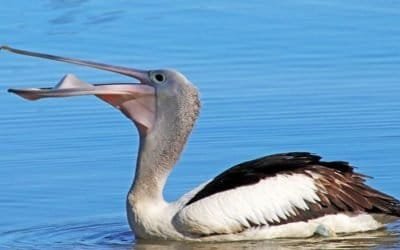 Gripa aviar mata pelícanos en Senegal