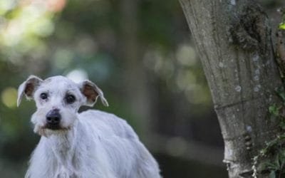 En Medellín buscan esterilizar 17 mil animales de compañía