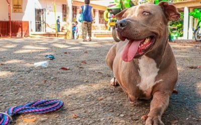 Las consecuencias mortales de la pólvora en los animales