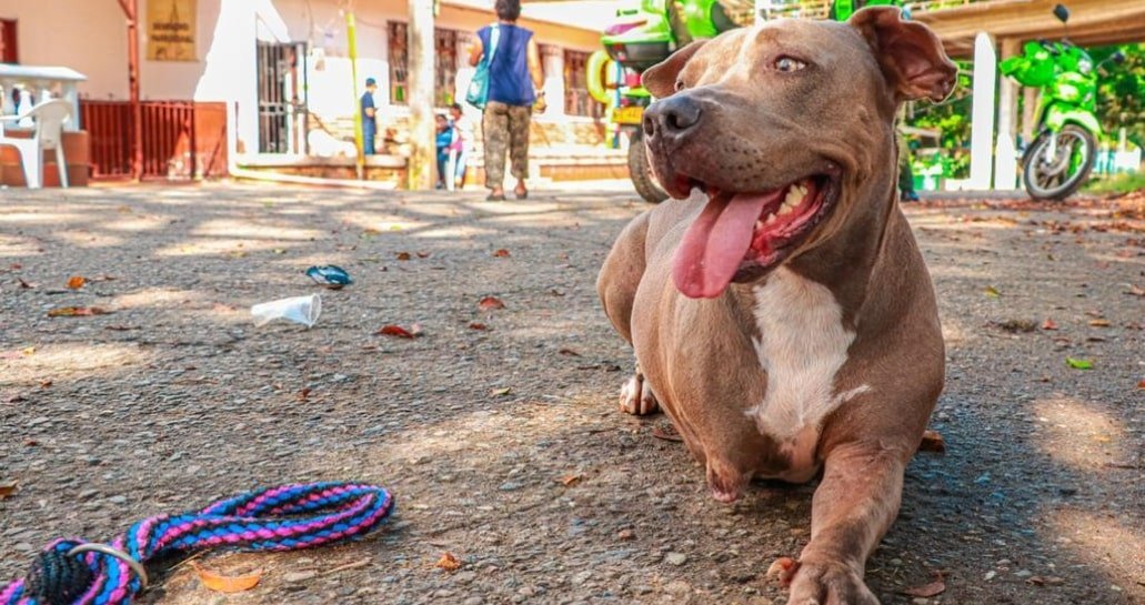 Las consecuencias mortales de la pólvora en los animales