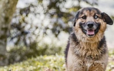 En Medellín se inicia la ejecución de proyectos propuestos por la Junta Defensora de Animales