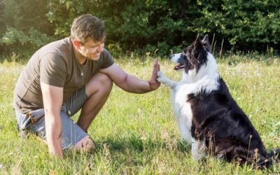Los científicos exploran por qué los caninos de razas grandes viven menos que los pequeños