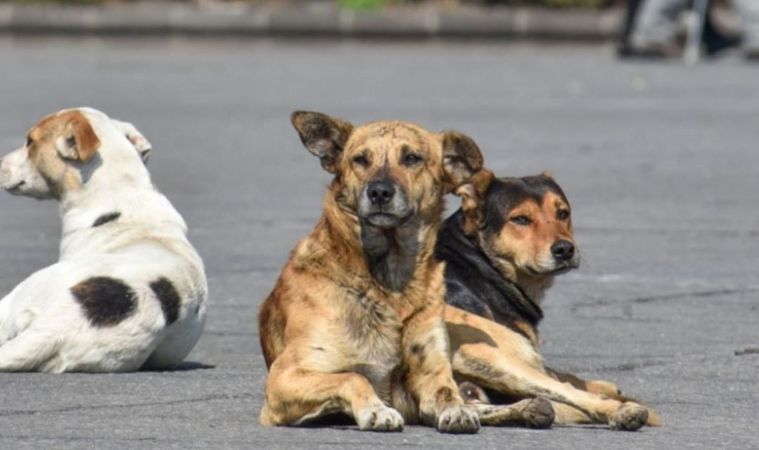 Turquía debate proyecto de ley sobre perros callejeros