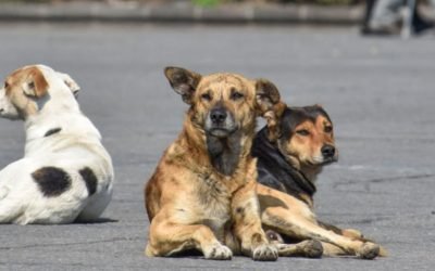 Turquía debate proyecto de ley sobre perros callejeros