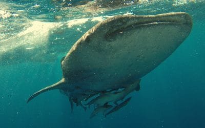 Proyecto para conocer más los tiburones ballena