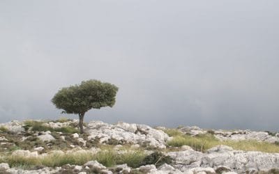 Todo listo para celebración del día mundial del Medio Ambiente