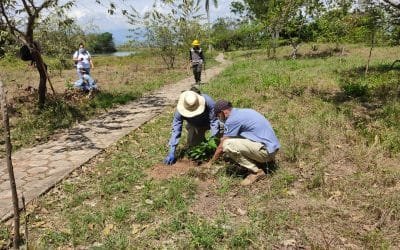 Se están sembrando 16.700 árboles en 16 áreas protegidas de Colombia