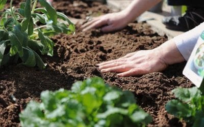 Mujeres y autoridades siembran 200 mil árboles en Guaviare