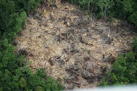 WWF denuncia aumento de deforestación en el mundo