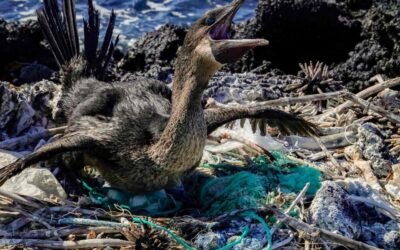 En Galápagos se instaló laboratorio de análisis de microplásticos