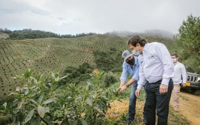 Aguacate Hass colombiano, protagonista en el Súper Bowl