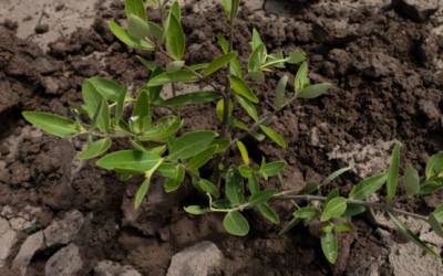 Diseñan proyecto para recuperar cobertura vegetal en áreas disturbadas