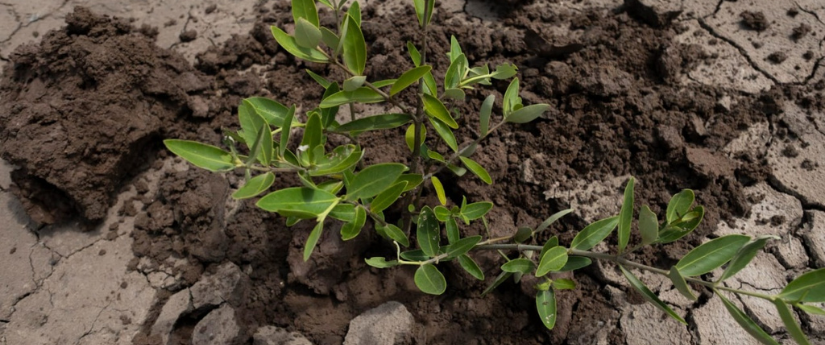 Diseñan proyecto para recuperar cobertura vegetal en áreas disturbadas