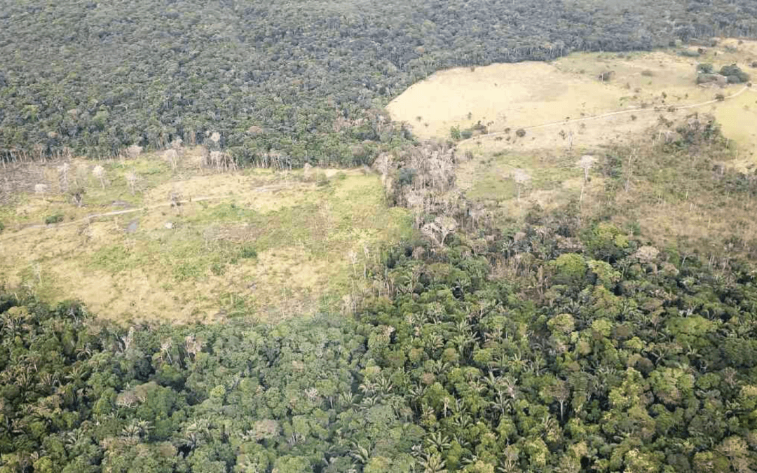 Deforestación en Colombia aumentó 8% durante 2020