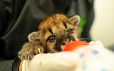 Cachorra de puma se recupera satisfactoriamente