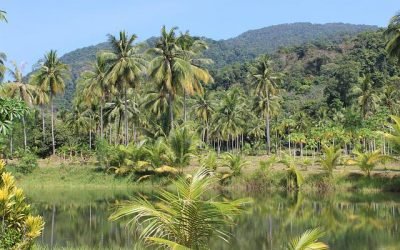 Biden y Bolsonaro discrepan sobre la Amazonía