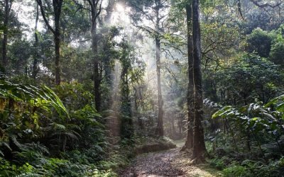 Minambiente lanza la campaña ‘Salvemos la selva’