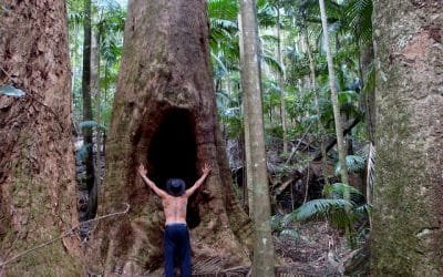 Plan de inversión verde es una «amenaza»: Greenpeace