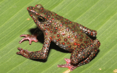 Hallan una nueva especie de rana arlequín en la selva entre Panamá y Colombia