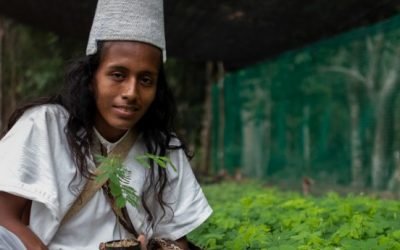 “Al árbol lo tratamos igual que a un humano”: indígenas arhuacos