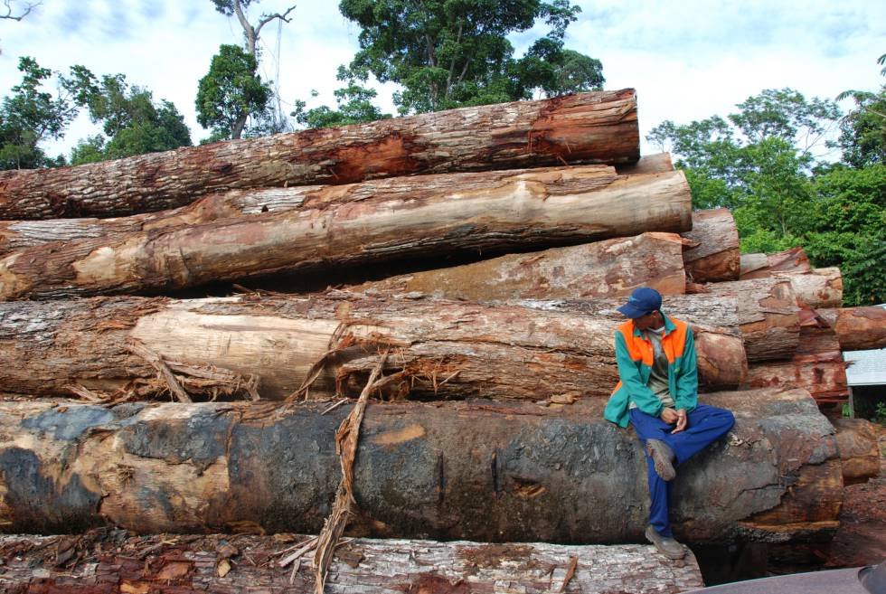 Cae cargamento de madera de la Amazonía brasileña