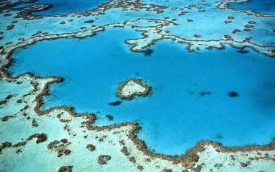 14% del coral mundial se perdió entre los años 2009 y 2018