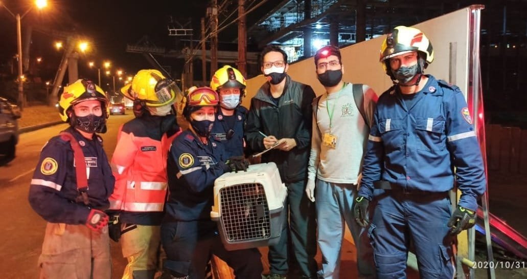 Con operativo en alturas  rescatan en Medellín a un gallinazo enredado en un árbol