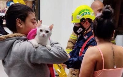 Bomberos, al rescate de animales