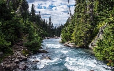 Renaturalizar los ríos para recuperar las especies que los habitan