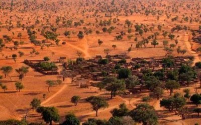 Sorprende el hallazgo de millones de árboles en el desierto del Sahara