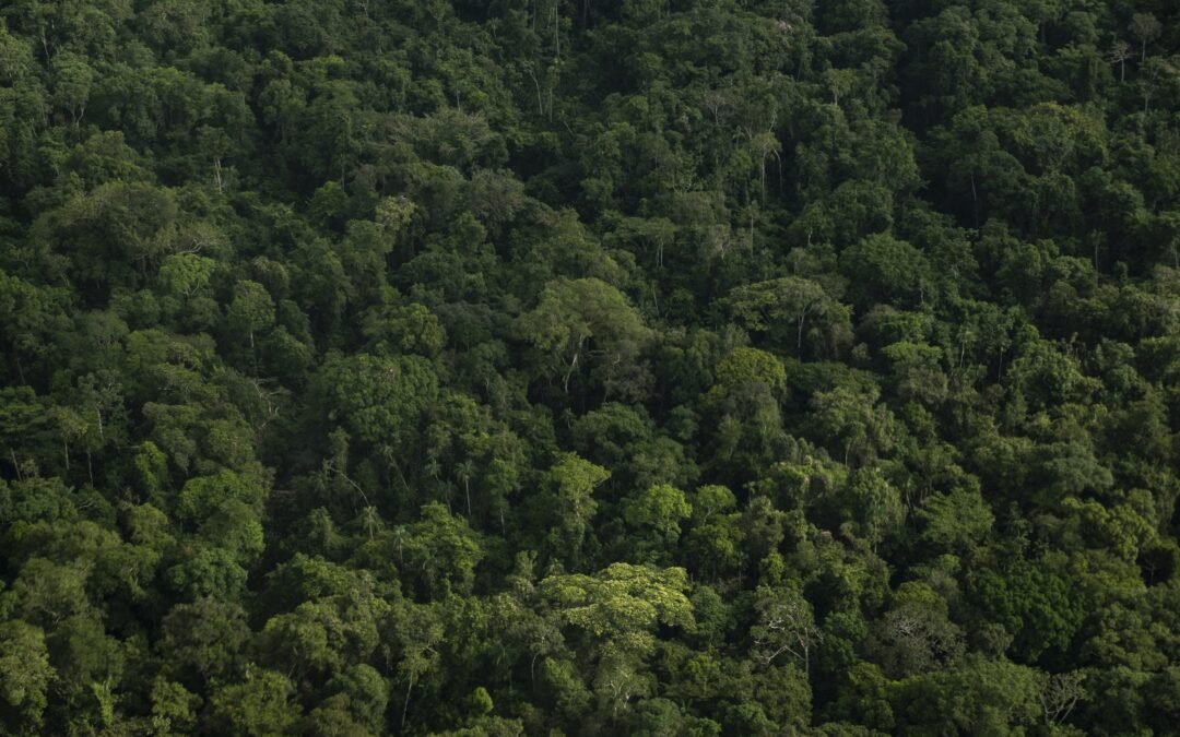 “¡Es un hecho histórico para el país!”: Ministro de Ambiente tras aprobación del proyecto de ley que penaliza la deforestación