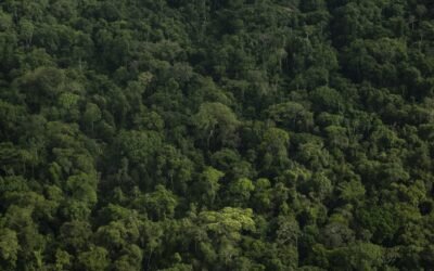 “¡Es un hecho histórico para el país!”: Ministro de Ambiente tras aprobación del proyecto de ley que penaliza la deforestación